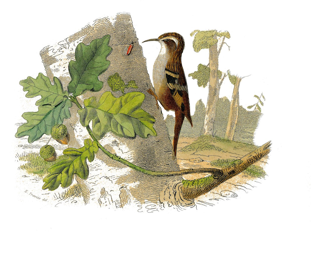 Tabliczka historii naturalnej: Tablica zoologiczna przedstawiająca wróblowe zęby zębowe autorstwa Edouard Travies