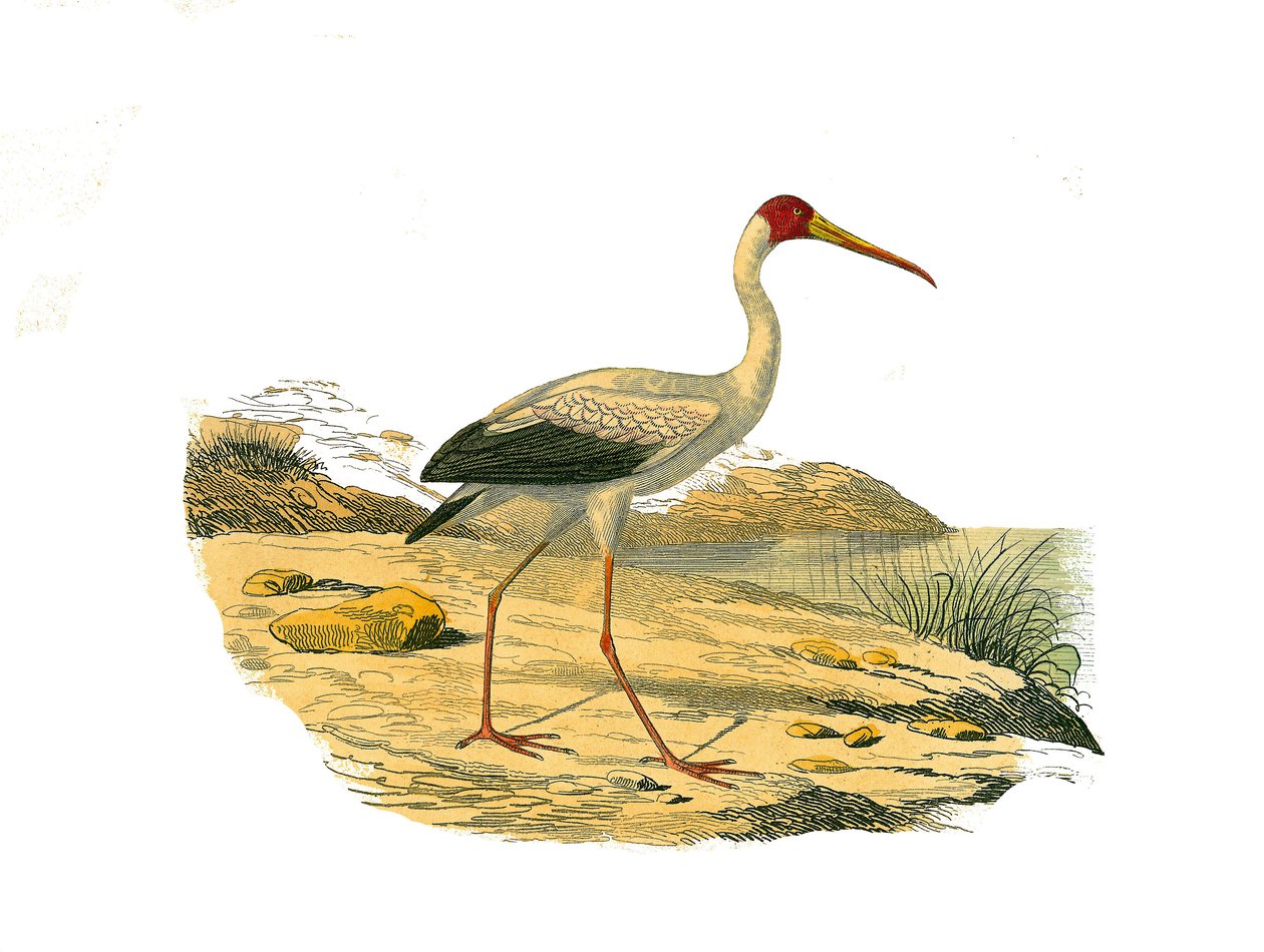 Tablica Historii Naturalnej: Tablica zoologiczna przedstawiająca długie i smukłe podwozia (z długimi i smukłymi dziobami): Ibis biały. Talerz narysowany z dziewięciu tomów o ptakach w „Dzieła pełne Buffona”” napisanym przez przyrodnika Georgesa Louisa Lecl autorstwa Edouard Travies