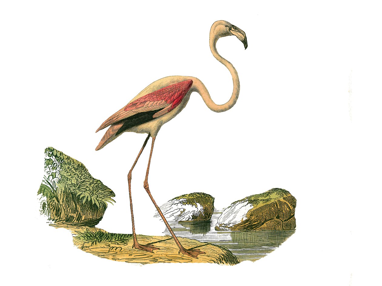 Tablica historii naturalnej: Tablica zoologiczna przedstawiająca długie brodzące (z długim i chudym dziobem): różowy flaming. Talerz narysowany z dziewięciu tomów o ptakach w „Dzieła pełne Buffona”” napisanym przez przyrodnika Georgesa Louisa Leclerca, hra autorstwa Edouard Travies