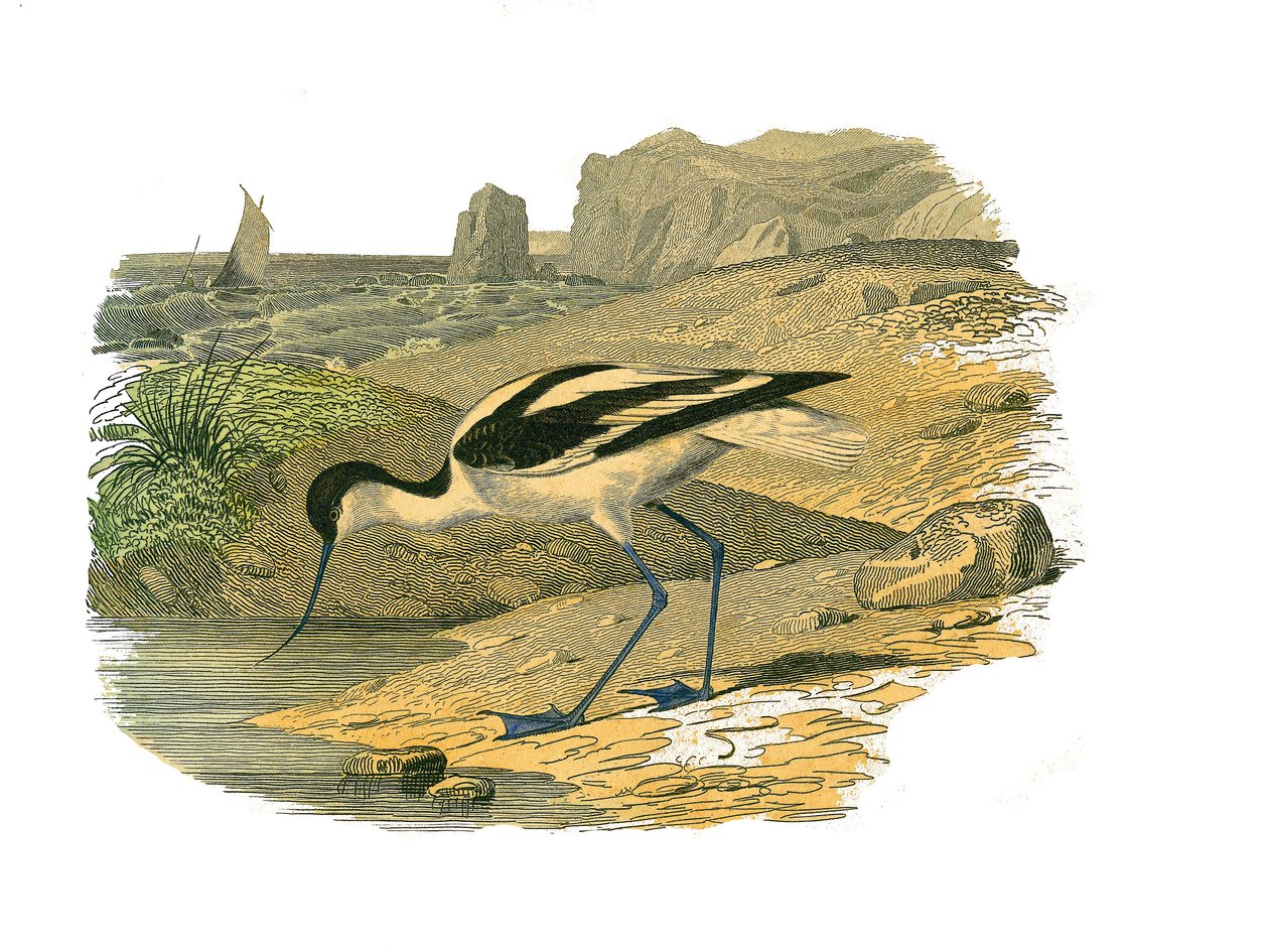 Tabliczka historii naturalnej: Tablica zoologiczna przedstawiająca długie wodery autorstwa Edouard Travies