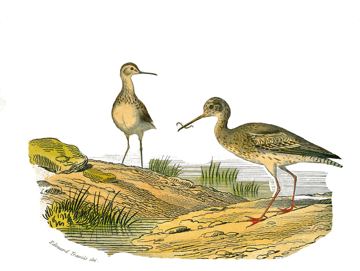 Tabliczka historii naturalnej: Tablica zoologiczna przedstawiająca długie wodery autorstwa Edouard Travies