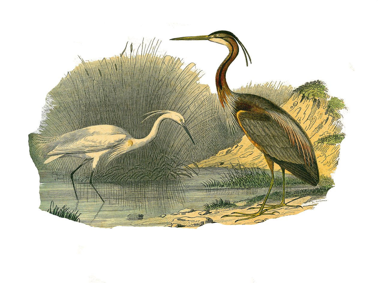 Tablica historii naturalnej: Tablica zoologiczna przedstawiająca ptaki wodne i wielogatunkowe brodzące (z dużymi, długimi i mocnymi dziobami): eagrette i czapla purpurowa. Talerz narysowany z dziewięciu tomów o ptakach w „Dzieła pełne Buffona”” napisanym p autorstwa Edouard Travies