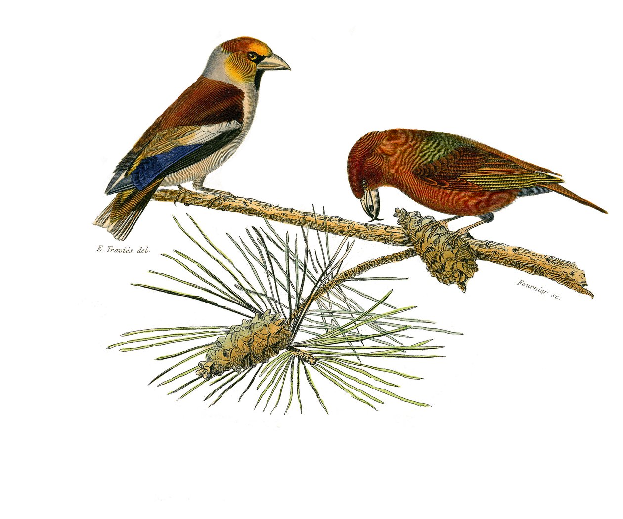 Tablica historii naturalnej: Tablica zoologiczna przedstawiająca wróblowe wróblowe (stożkowy dziób). Dziób duży (Grosbeak) i dziób krzyżowy (Crossbill). Talerz zaczerpnięty z dziewięciu tomów o ptakach w „Dzieła pełne Buffona”” autorstwa przyrodnika George autorstwa Edouard Travies