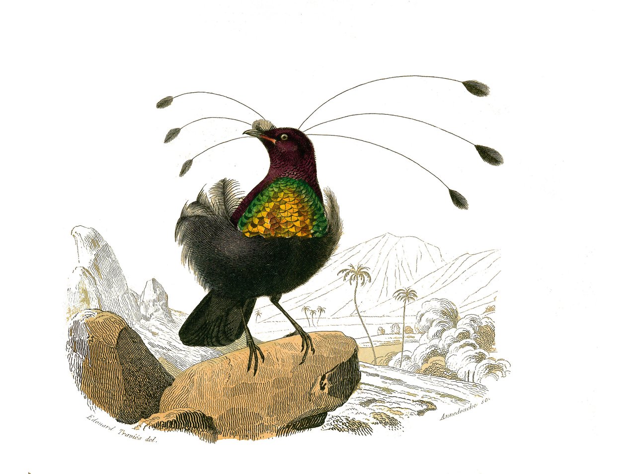 Tablica historii naturalnej: Tablica zoologiczna przedstawiająca wróblowe wróblowe (stożkowy dziób). Syfilet. Talerz narysowany z dziewięciu tomów o ptakach w „Dzieła pełne Buffona”” autorstwa przyrodnika Georgesa Louisa Leclerca, hrabiego Buffon (1707-178 autorstwa Edouard Travies