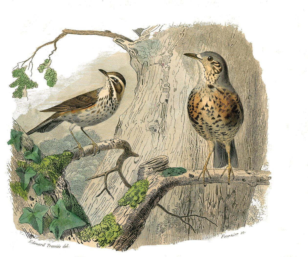 Tablica historii naturalnej: Tablica zoologiczna przedstawiająca wróblowe wróblowe (stożkowy dziób). Przeklęci i dreny. Talerz narysowany z dziewięciu tomów o ptakach w „Dzieła pełne Buffona”” napisanym przez przyrodnika Georgesa Louisa Leclerca, hrabiego  autorstwa Edouard Travies