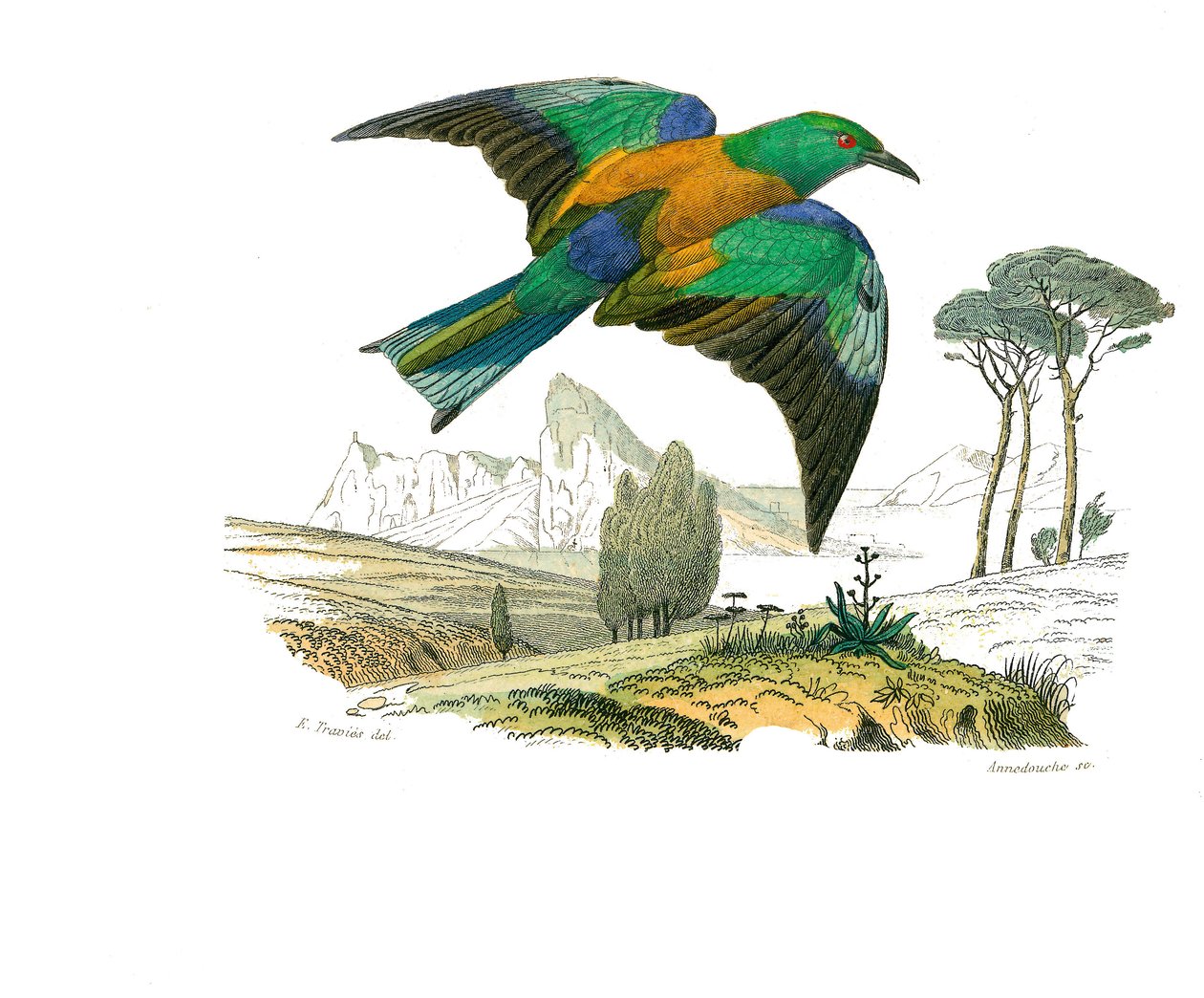 Tablica historii naturalnej: Tablica zoologiczna przedstawiająca wróblowe wróblowe (stożkowy dziób). Rollier Europy. Talerz narysowany z dziewięciu tomów o ptakach w „Dzieła pełne Buffona”” napisanym przez przyrodnika Georgesa Louisa Leclerca, hrabiego Buf autorstwa Edouard Travies