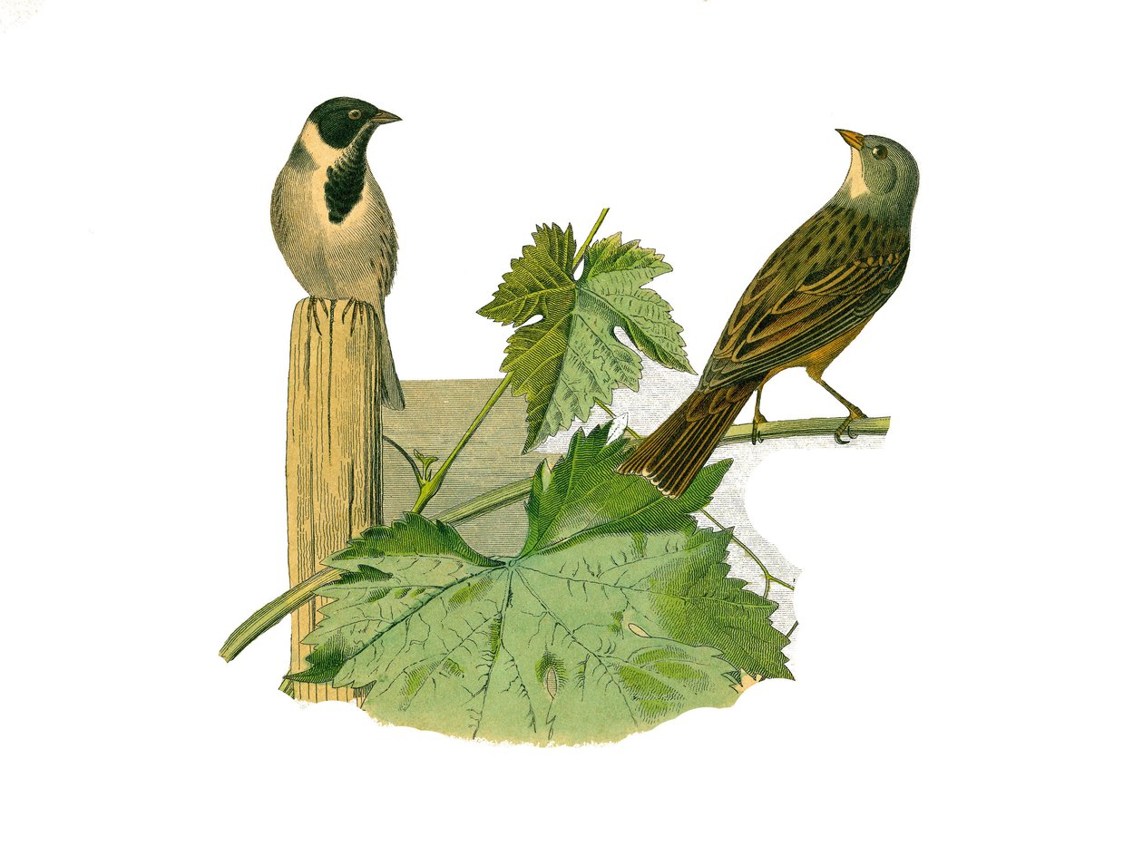 Tablica historii naturalnej: Tablica zoologiczna przedstawiająca wróblowe wróblowe (stożkowy dziób). Reed ortolan i ortolan. Talerz narysowany z dziewięciu tomów o ptakach w „Dzieła kompletne Buffona”” napisany przez przyrodnika Georgesa Louisa Leclerca, h autorstwa Edouard Travies