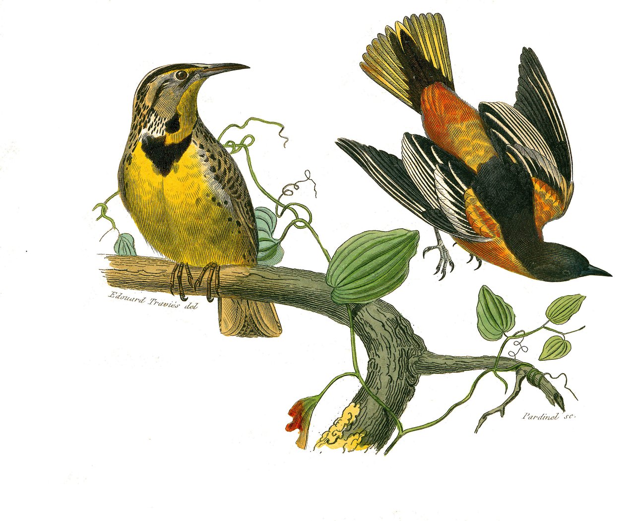 Tablica historii naturalnej: Tablica zoologiczna przedstawiająca wróblowe wróblowe (stożkowy dziób). Szpak Luizjany i Baltimore. Talerz narysowany z dziewięciu tomów o ptakach w „Dzieła pełne Buffona”” autorstwa przyrodnika Georgesa Louisa Lecle
