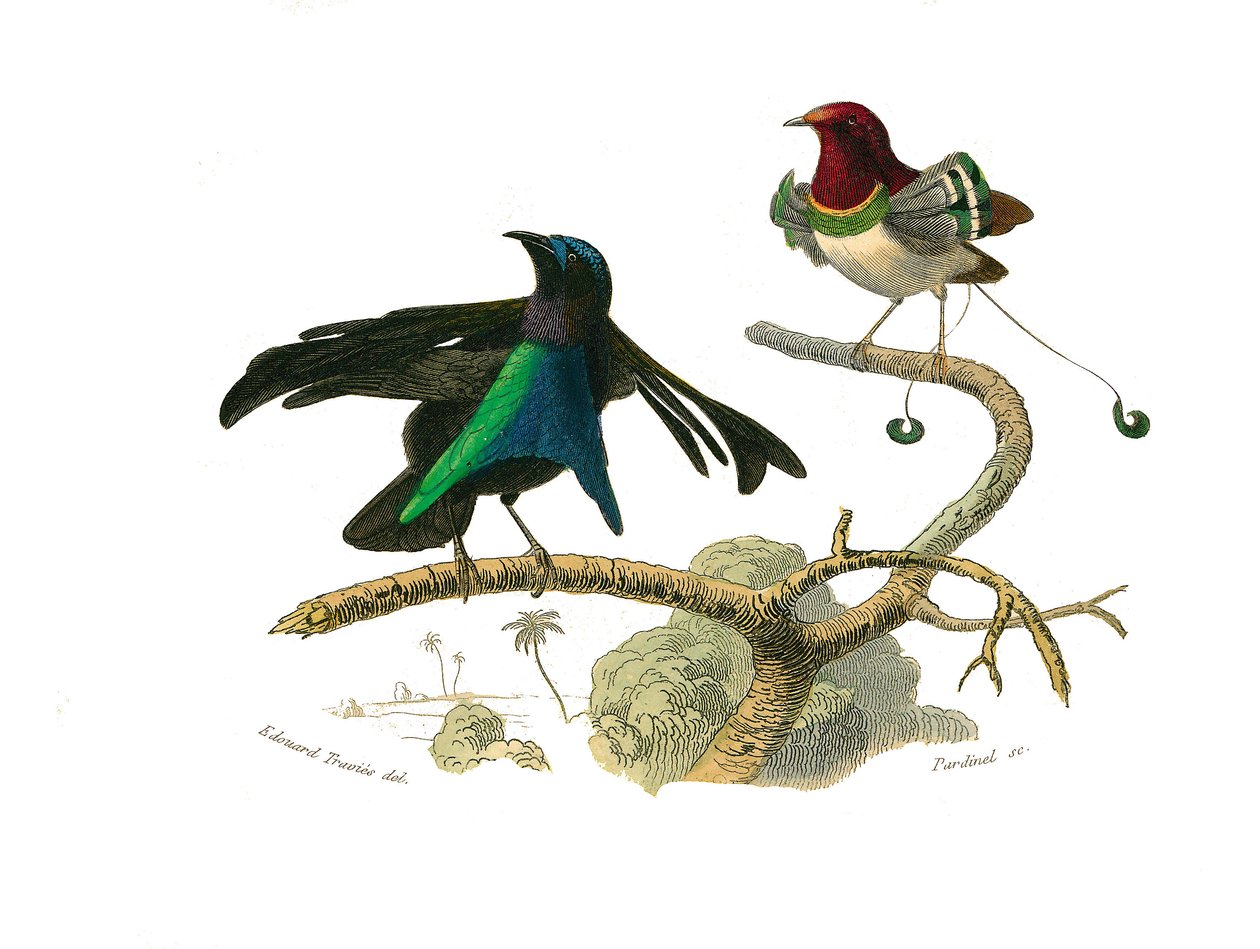 Tablica historii naturalnej: Tablica zoologiczna przedstawiająca wróblowe wróblowe (stożkowy dziób). Czarny manucode i manucode. Talerz narysowany z dziewięciu tomów o ptakach w „Dzieła pełne Buffona”” autorstwa przyrodnika Georgesa Louisa Leclerca, hrabie autorstwa Edouard Travies