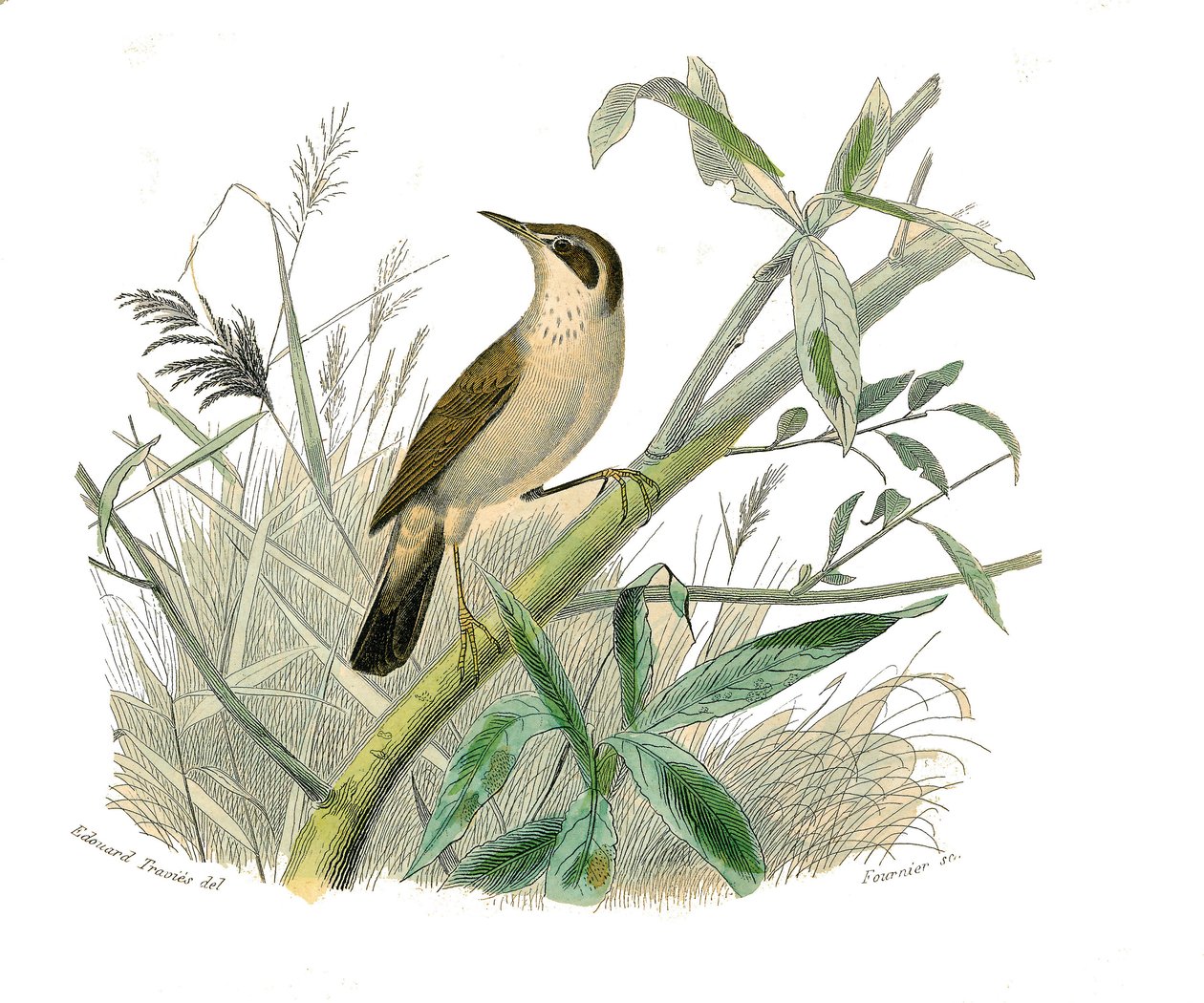Tablica historii naturalnej: Tablica zoologiczna przedstawiająca wróblowe wróblowe (stożkowy dziób). Ruda. Talerz narysowany z dziewięciu tomów o ptakach w „Dzieła pełne Buffona”” autorstwa przyrodnika Georgesa Louisa Leclerca, hrabiego Buffon (1707-1788) autorstwa Edouard Travies