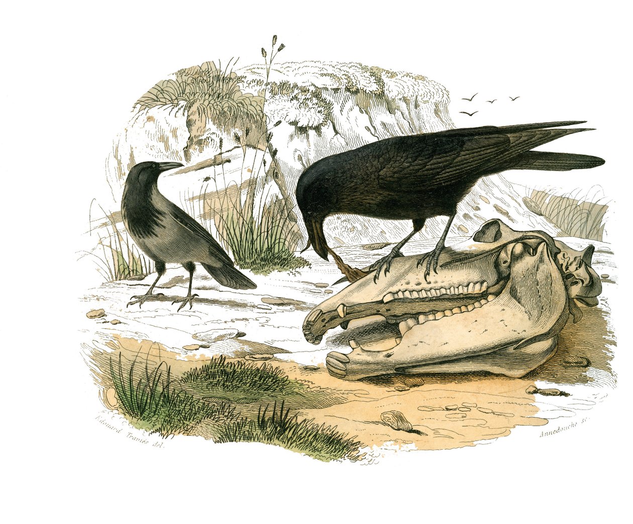 Tablica historii naturalnej: Tablica zoologiczna przedstawiająca wróblowe wróblowe (stożkowy dziób). Kruk. Talerz narysowany z dziewięciu tomów o ptakach w „Dziełach kompletnych Buffona”” napisanym przez przyrodnika Georgesa Louisa Leclerca, hrabiego Buffo autorstwa Edouard Travies