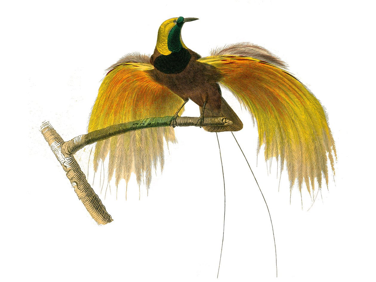 Tablica historii naturalnej: Tablica zoologiczna przedstawiająca wróblowe wróblowe autorstwa Edouard Travies