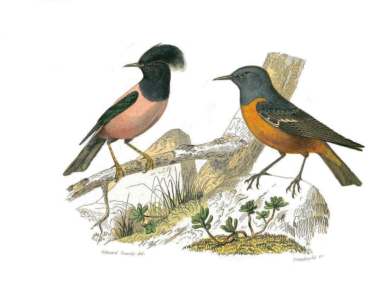 Tablica historii naturalnej: Tablica zoologiczna przedstawiająca wróblowe wróblowe autorstwa Edouard Travies