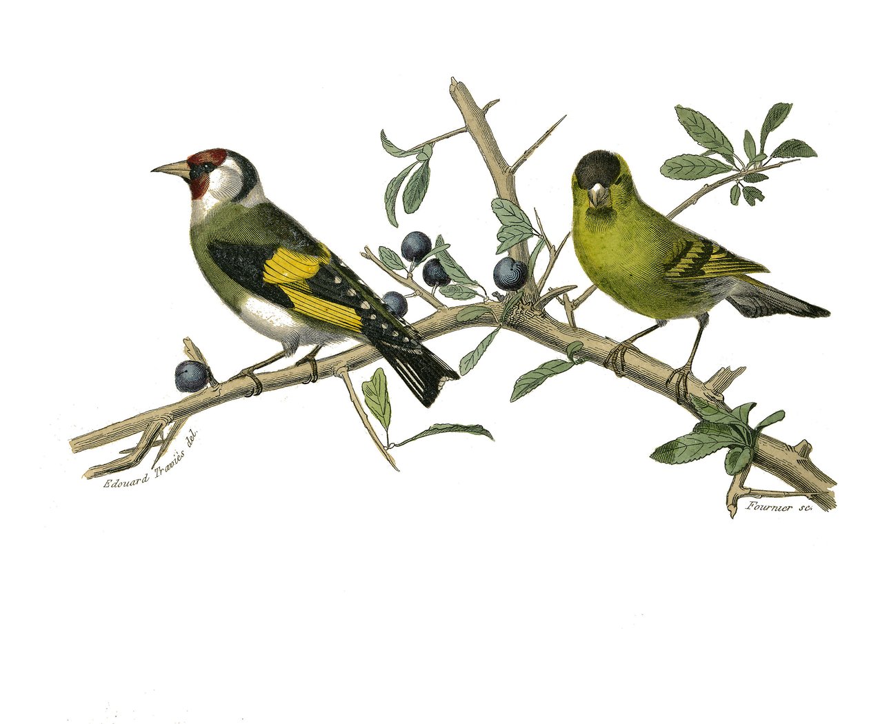 Tablica historii naturalnej: Tablica zoologiczna przedstawiająca wróblowe wróblowe autorstwa Edouard Travies