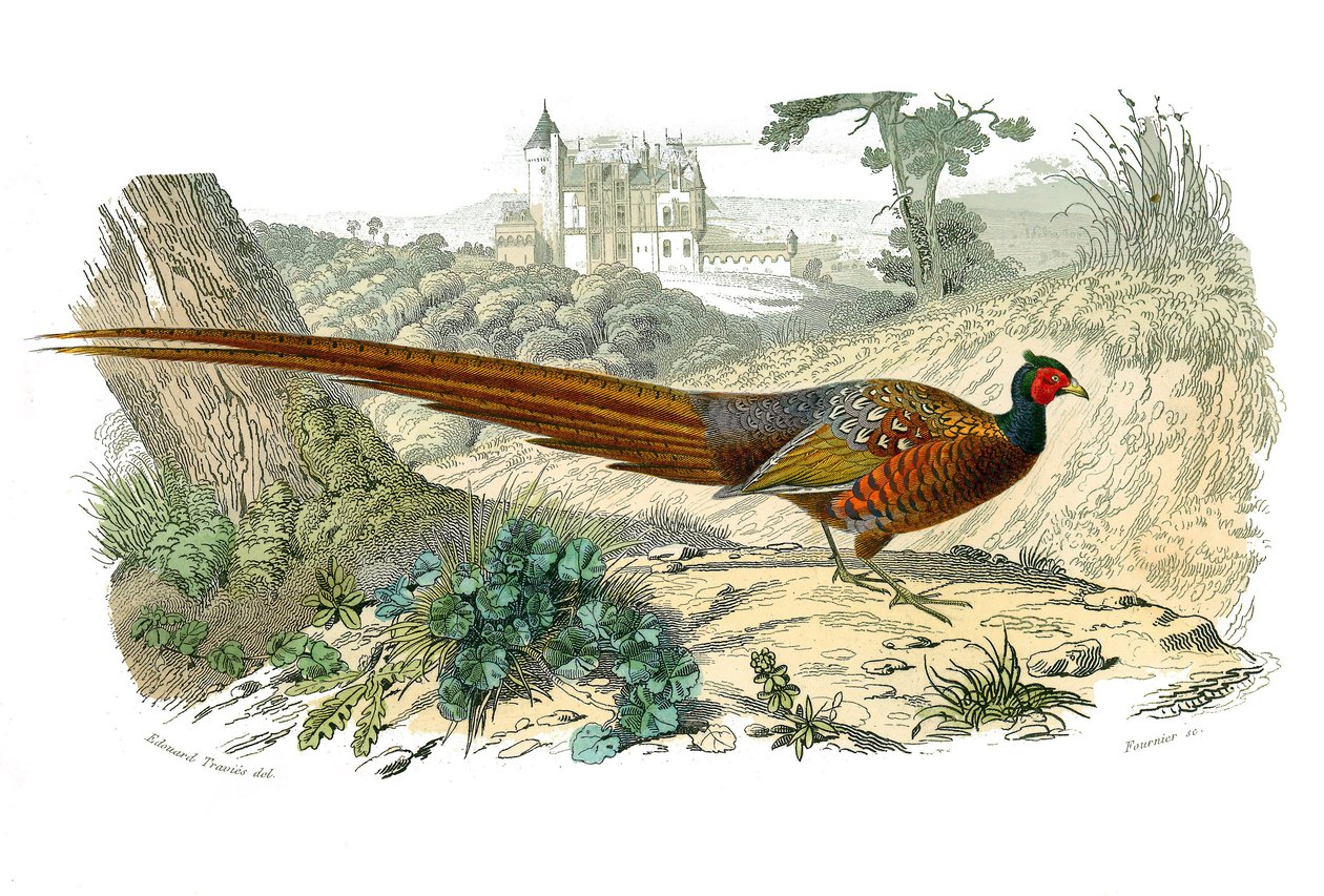 Tablica historii naturalnej: Tablica zoologiczna przedstawiająca gallinaces: bażant. Tablica zaczerpnięta z dziewięciu tomów o ptakach w „Dziełach kompletnych Buffona”” autorstwa przyrodnika Georgesa Louisa Leclerca, hrabiego Buffon (1707-1788) w latach 17 autorstwa Edouard Travies