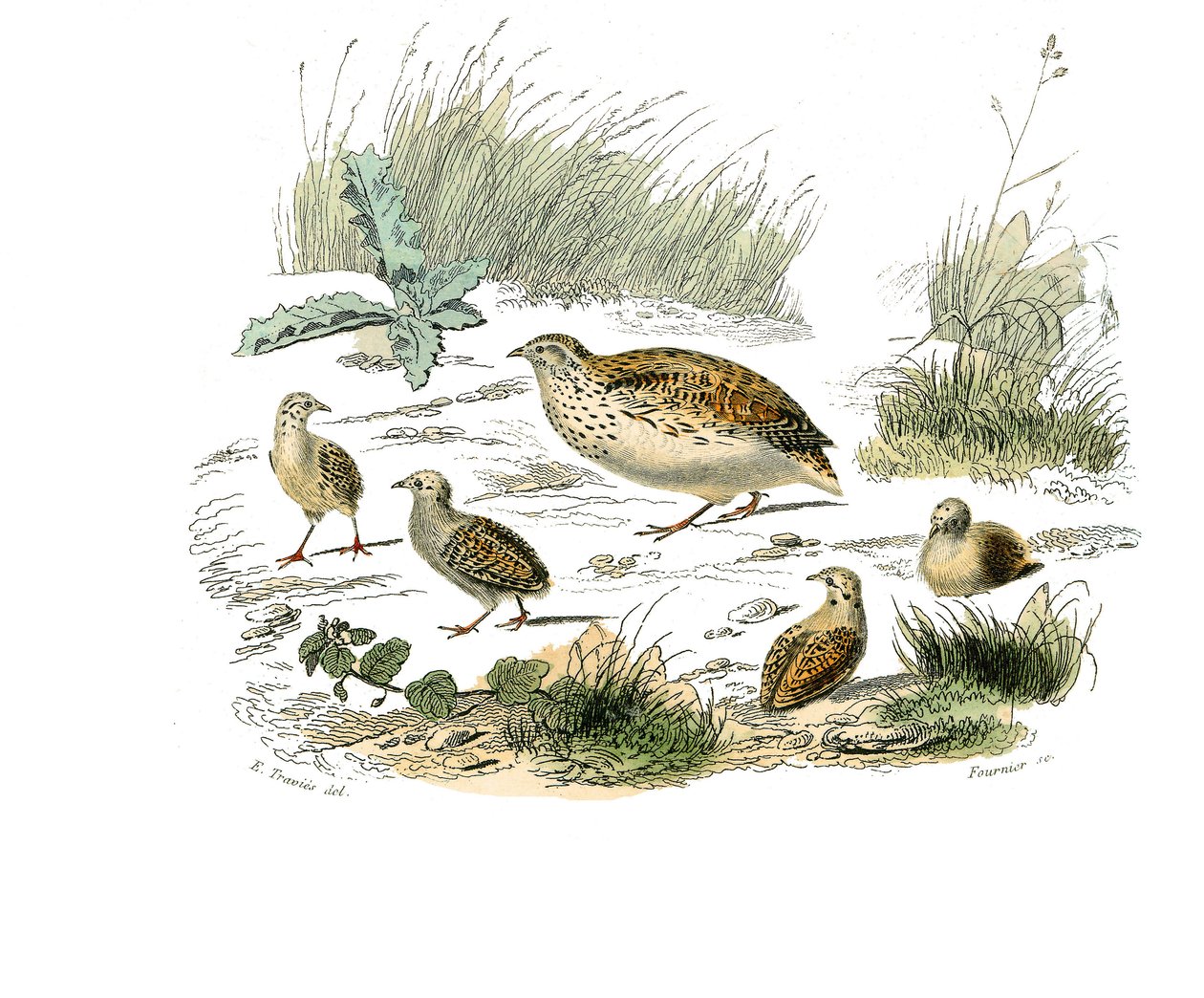 Tablica historii naturalnej: Tablica zoologiczna przedstawiająca gallinaces: przepiórka. Tabliczka narysowana z dziewięciu tomów o ptakach w „Dziełach kompletnych Buffona”” autorstwa przyrodnika Georgesa Louisa Leclerca, hrabiego Buffon (1707-1788) w latac autorstwa Edouard Travies