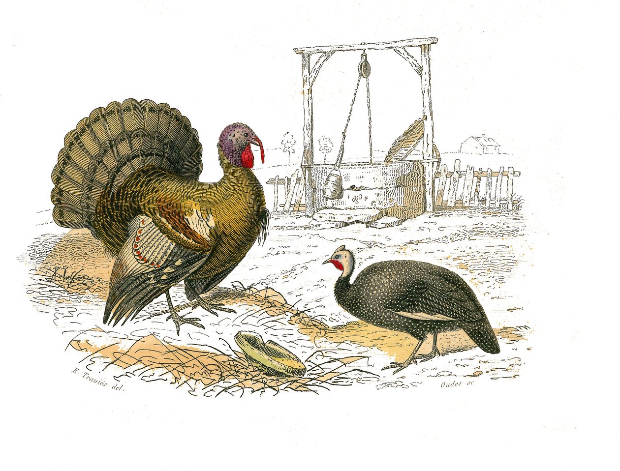 Tablica historii naturalnej: Tablica zoologiczna przedstawiająca gallinaces: indyk kogut autorstwa Edouard Travies