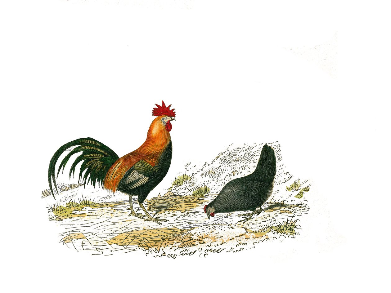 Tablica historii naturalnej: Tablica zoologiczna przedstawiająca gallinaces: koguta i kurę. Talerz narysowany z dziewięciu tomów o ptakach w „Dzieła kompletne Buffona”” napisany przez przyrodnika Georgesa Louisa Leclerca, hrabiego Buffona autorstwa Edouard Travies