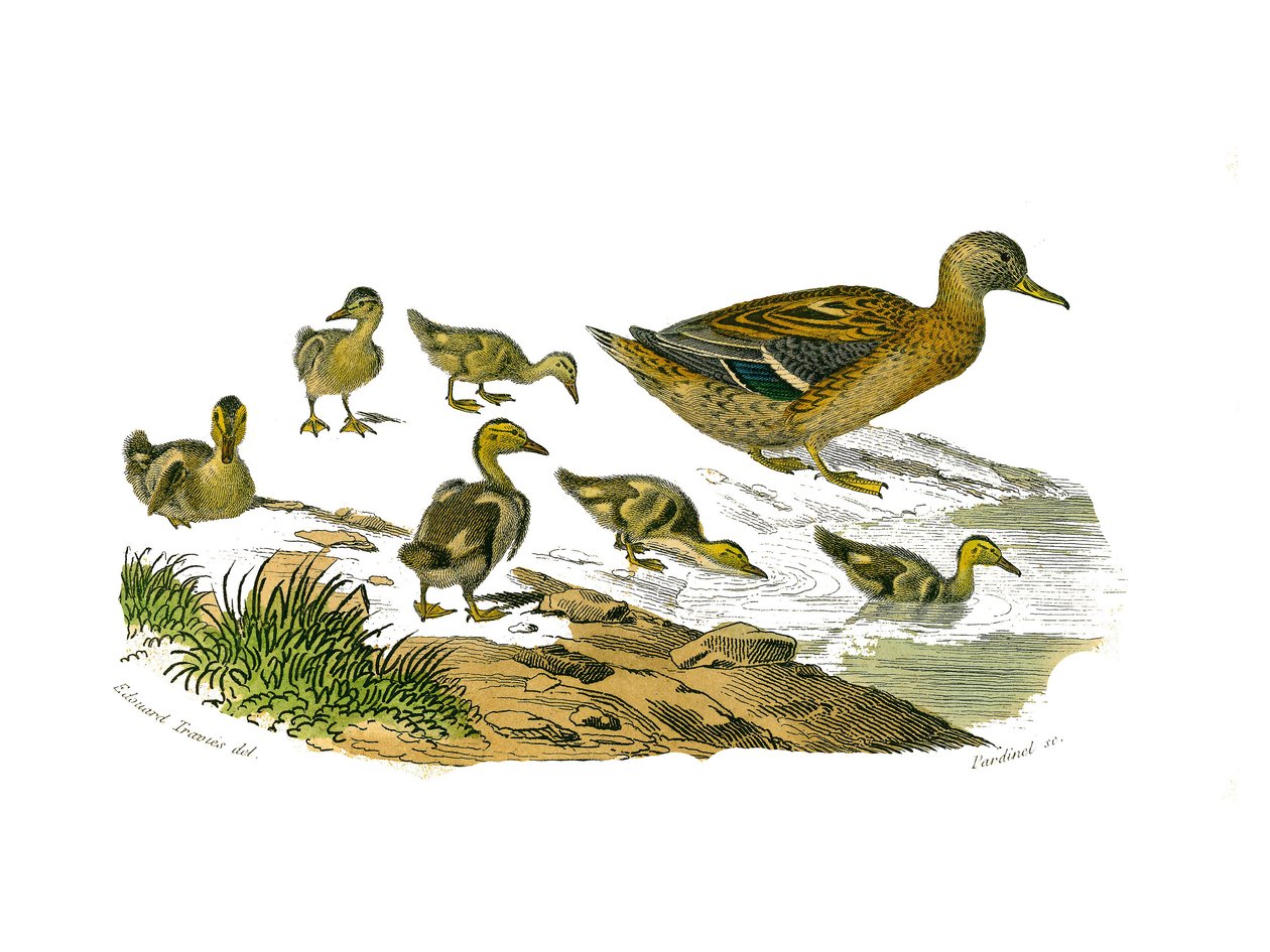 Tablica historii naturalnej: Tablica zoologiczna przedstawiająca palmipedy blaszkowate (z listwami lub zębami). Samica kaczki i jej młode. Talerz narysowany z dziewięciu tomów o ptakach w „Dziełach kompletnych Buffona”” autorstwa przyrodnika Georgesa Louis autorstwa Edouard Travies