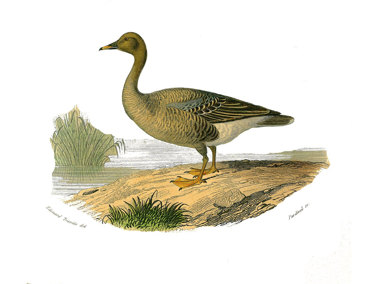 Tablica historii naturalnej: Tablica zoologiczna przedstawiająca palmipedy blaszkowate (z listwami lub zębami). Dzika gęś. Talerz narysowany z dziewięciu tomów o ptakach w „Dzieła kompletne Buffona”” napisany przez przyrodnika Georgesa Louisa Leclerca, hra autorstwa Edouard Travies