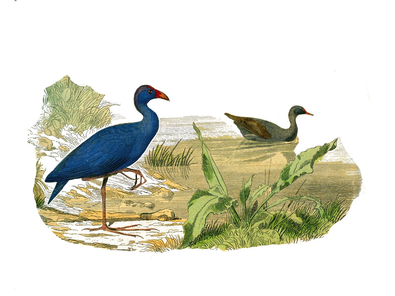 Tablica historii naturalnej: Tablica zoologiczna przedstawiająca długie i smukłe cieniowanie (dziób długi i chudy): sułtanka (sultan hen) i wodna. Talerz narysowany z dziewięciu tomów o ptakach w „Dzieła pełne Buffona”” autorstwa przyrodnika Georgesa Lo autorstwa Edouard Travies