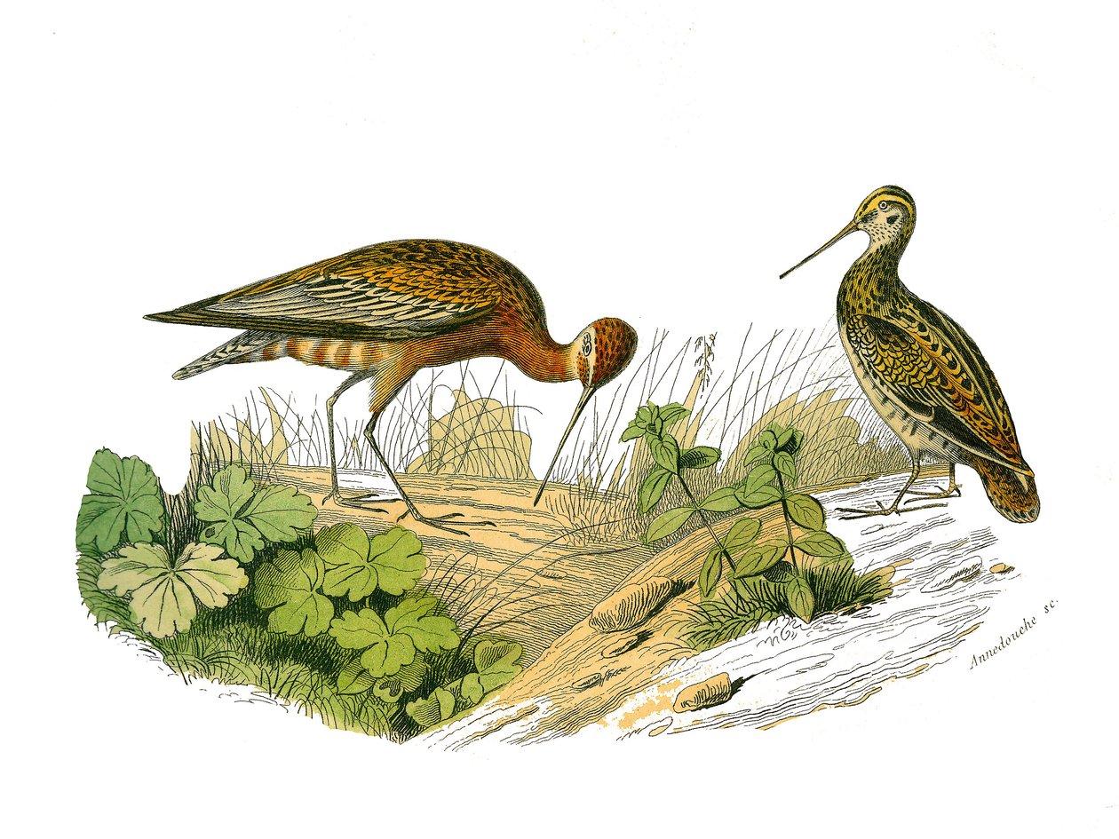 Tablica historii naturalnej: Tablica zoologiczna przedstawiająca długie cieniowanie autorstwa Edouard Travies