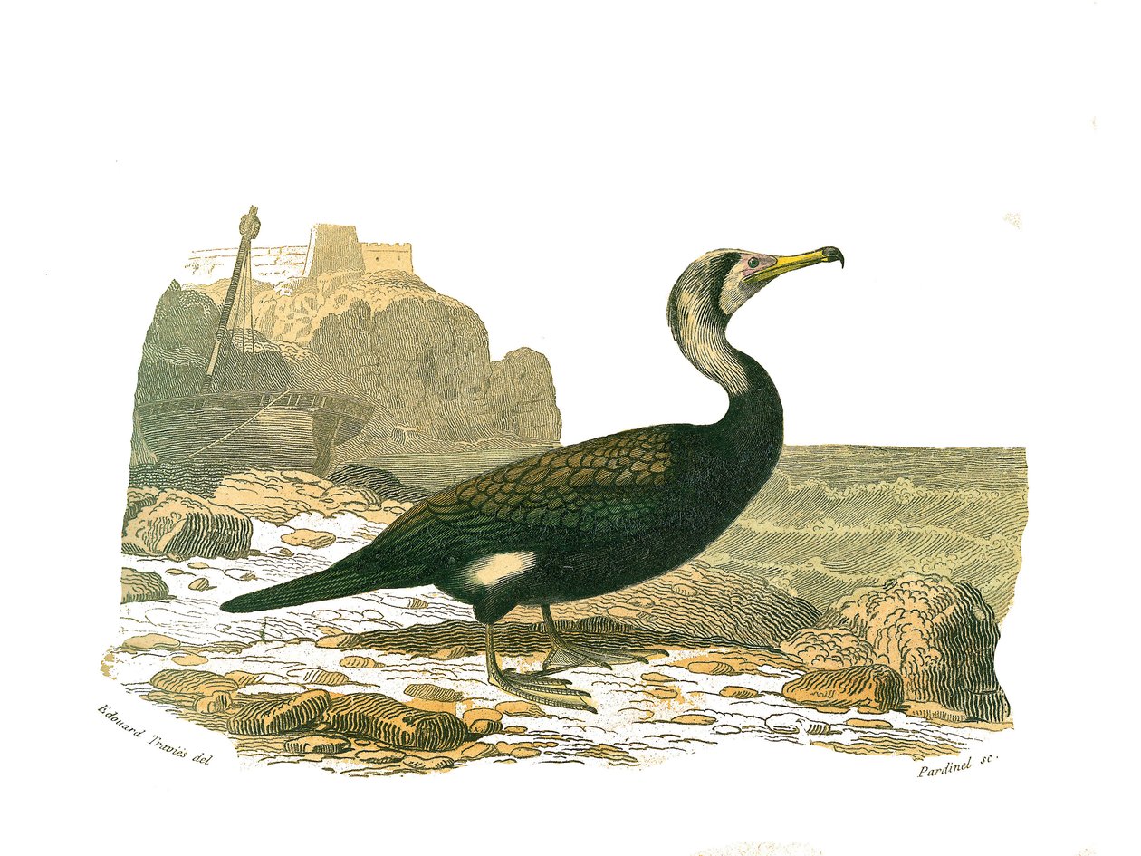 Tablica historii naturalnej: Tablica zoologiczna przedstawiająca totipalmy (wędkowanie pod wodą). Kormoran. Talerz narysowany z dziewięciu tomów o ptakach w „Dzieła pełne Buffona”” napisanym przez przyrodnika Georgesa Louisa Leclerca, hrabiego Buffon (1707 autorstwa Edouard Travies
