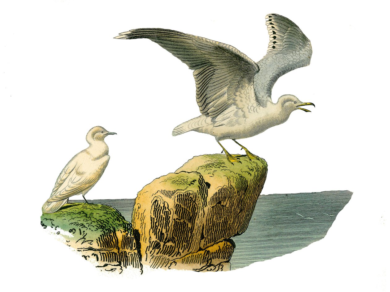 Tablica historii naturalnej: Tablica zoologiczna przedstawiająca totipalmy (wędkowanie pod wodą). Mewa biała i goeland mają szarą sierść. Talerz narysowany z dziewięciu tomów o ptakach w „Dzieła pełne Buffona”” autorstwa przyrodnika Georgesa Louisa Leclerc autorstwa Edouard Travies