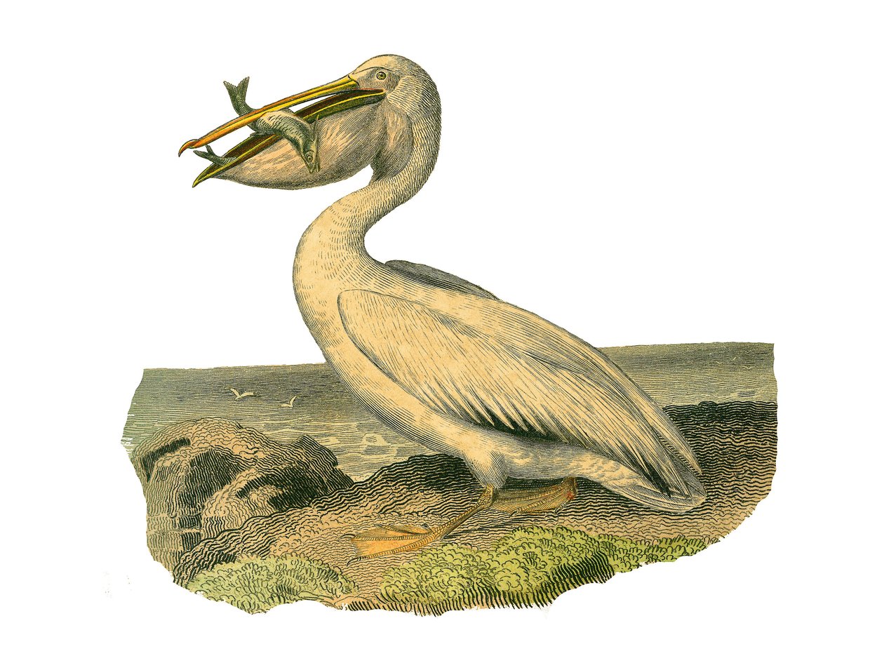 Tablica historii naturalnej: Tablica zoologiczna przedstawiająca totipalmy (wędkowanie pod wodą). Pelikan biały. Talerz narysowany z dziewięciu tomów o ptakach w „Dziełach kompletnych Buffona”” napisanym przez przyrodnika Georgesa Louisa Leclerca, hrabiego autorstwa Edouard Travies