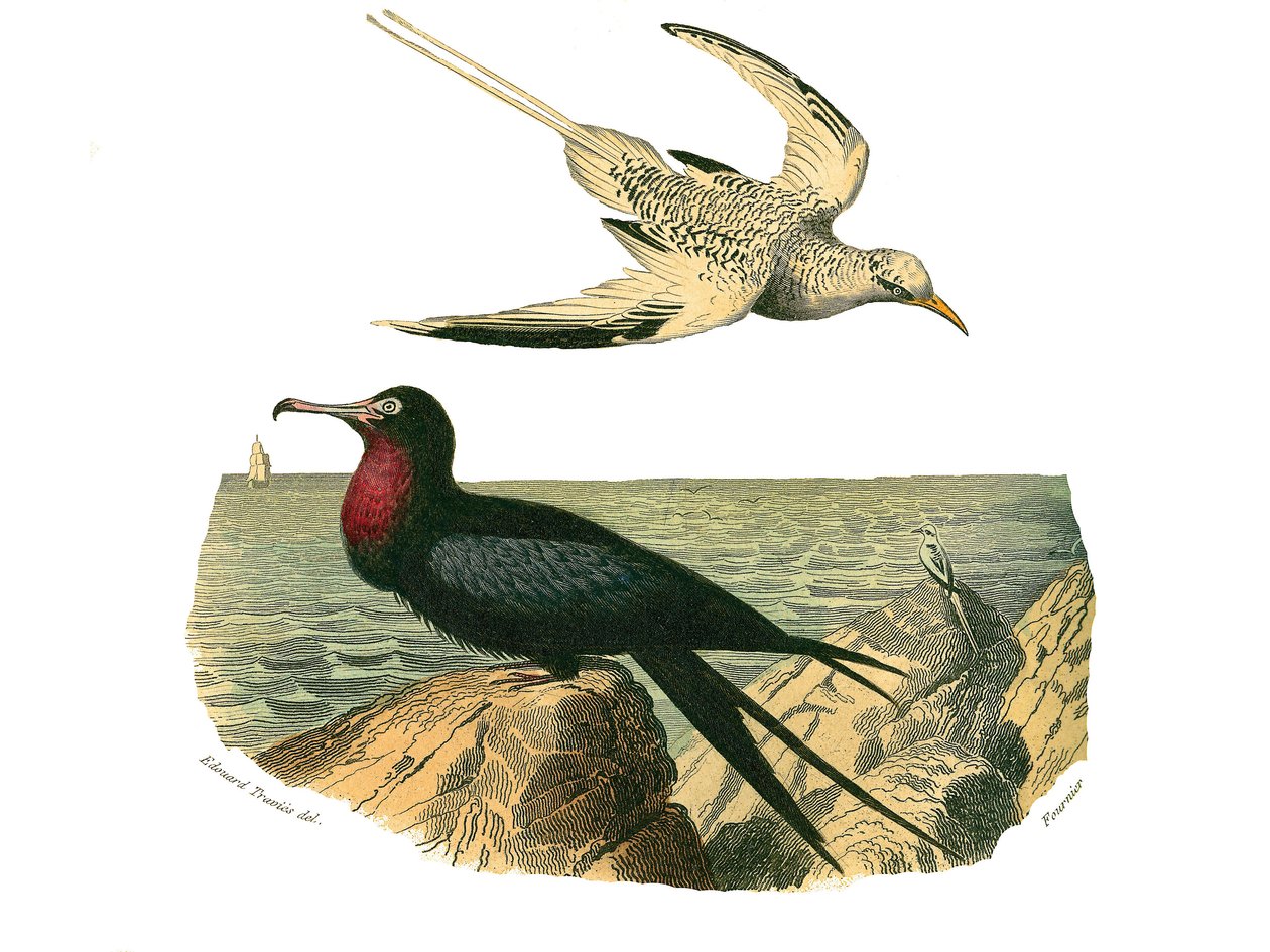 Tablica historii naturalnej: Tablica zoologiczna przedstawiająca totipalmy autorstwa Edouard Travies
