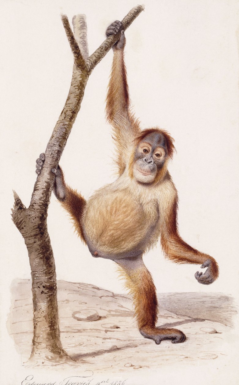 Orangutan, 1836 autorstwa Edouard Travies