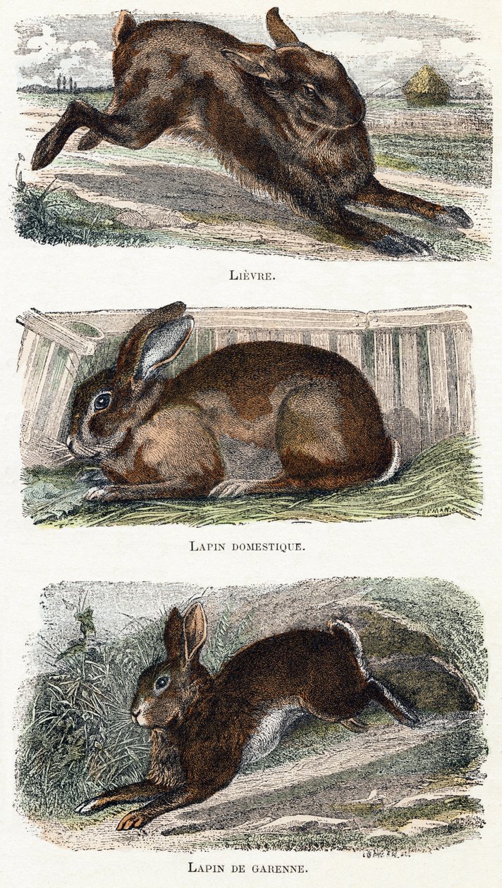 Króliki- „Alfabet ilustruje zwierzęta” XIX wiek (grawerunek) autorstwa Edouard Travies
