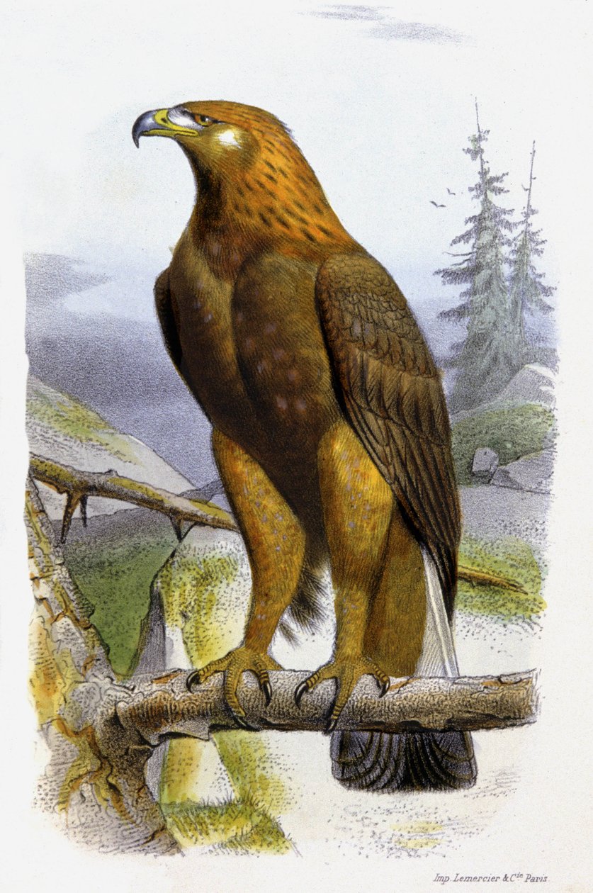 Złoty Orzeł, ok. 1850 r. (litografia) autorstwa Edouard Travies