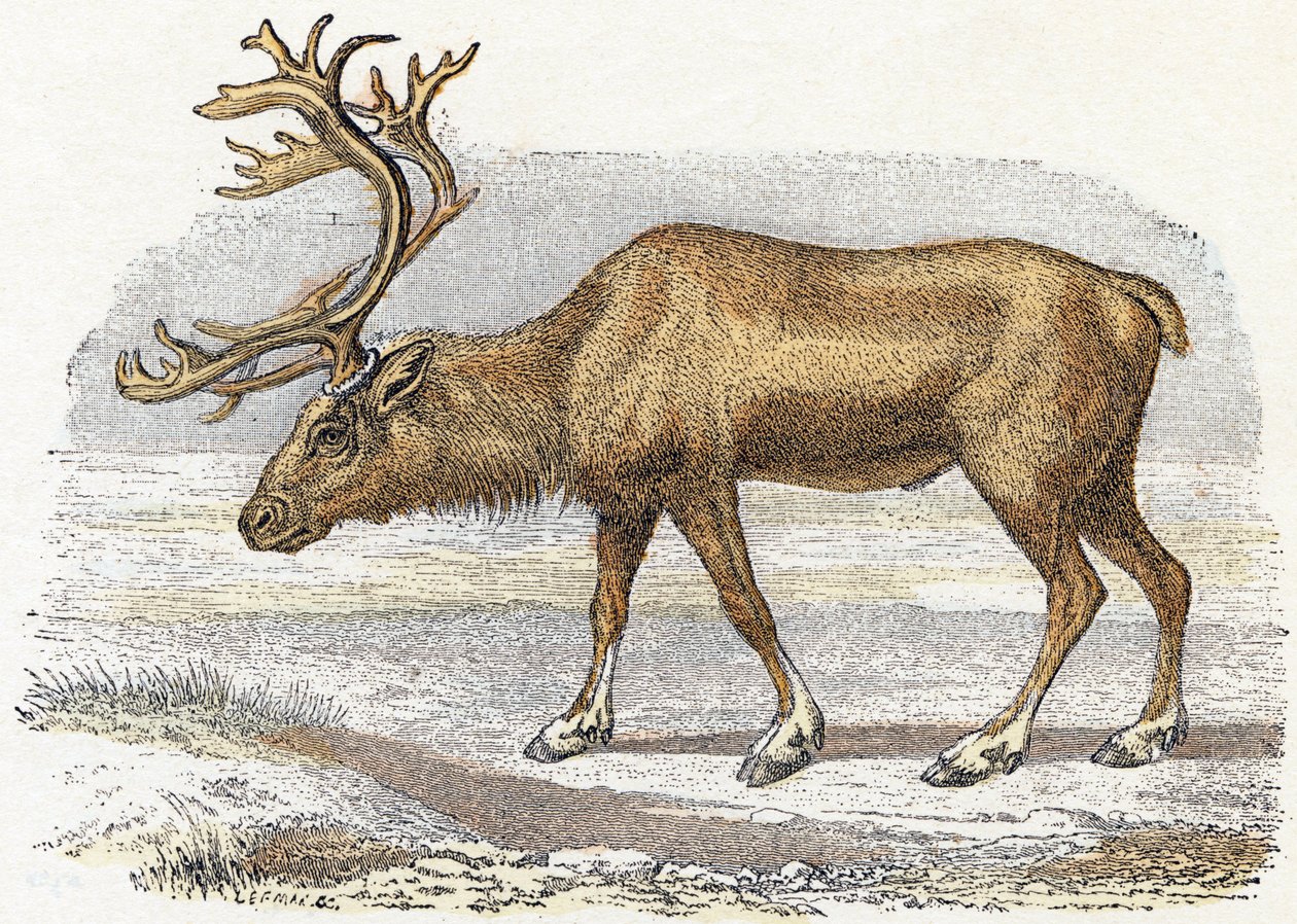 Xandarus - „Alfabet przedstawia zwierzęta” XIX wiek (grawerunek) autorstwa Edouard Travies
