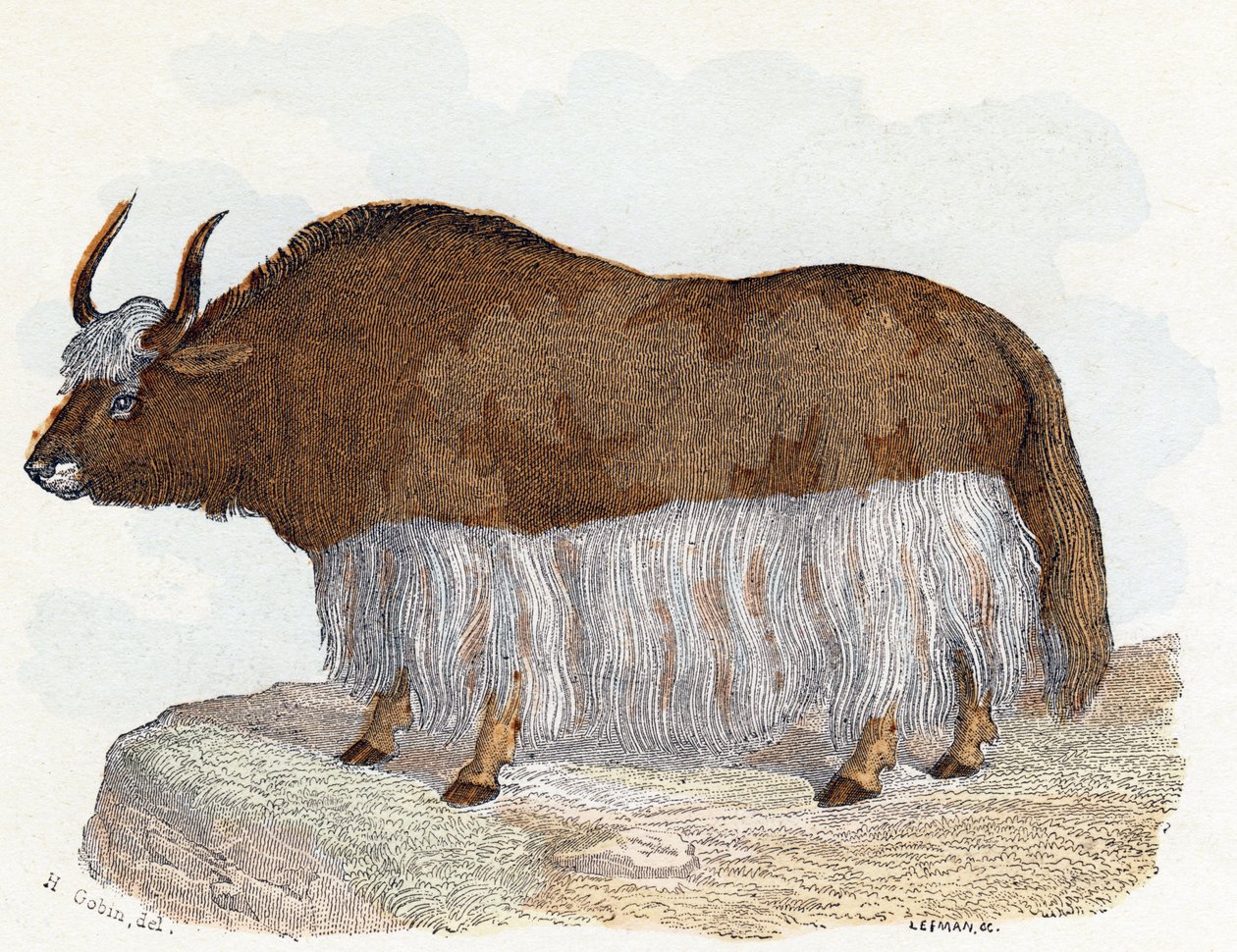 Yack (yak) - „Alfabet ilustruje zwierzęta” XIX wiek (grawerunek) autorstwa Edouard Travies