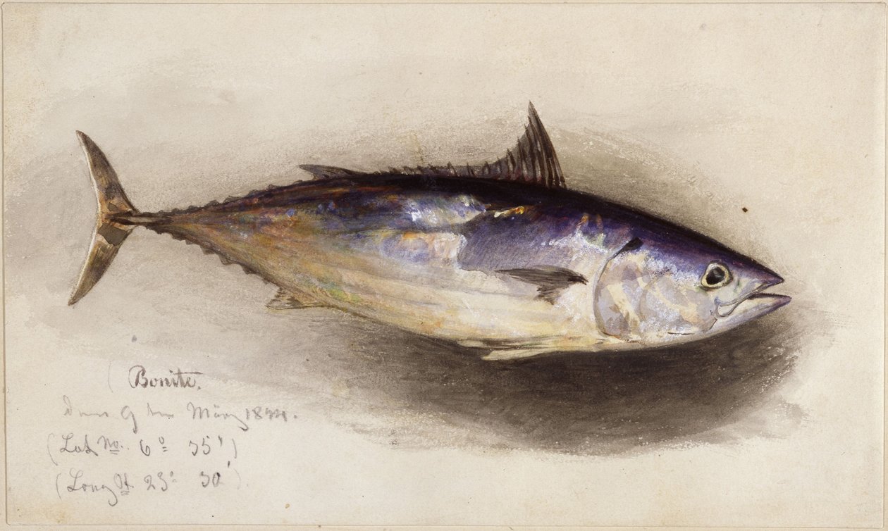 Studium ryby (tuńczyk bonito) autorstwa Eduard Hildebrandt