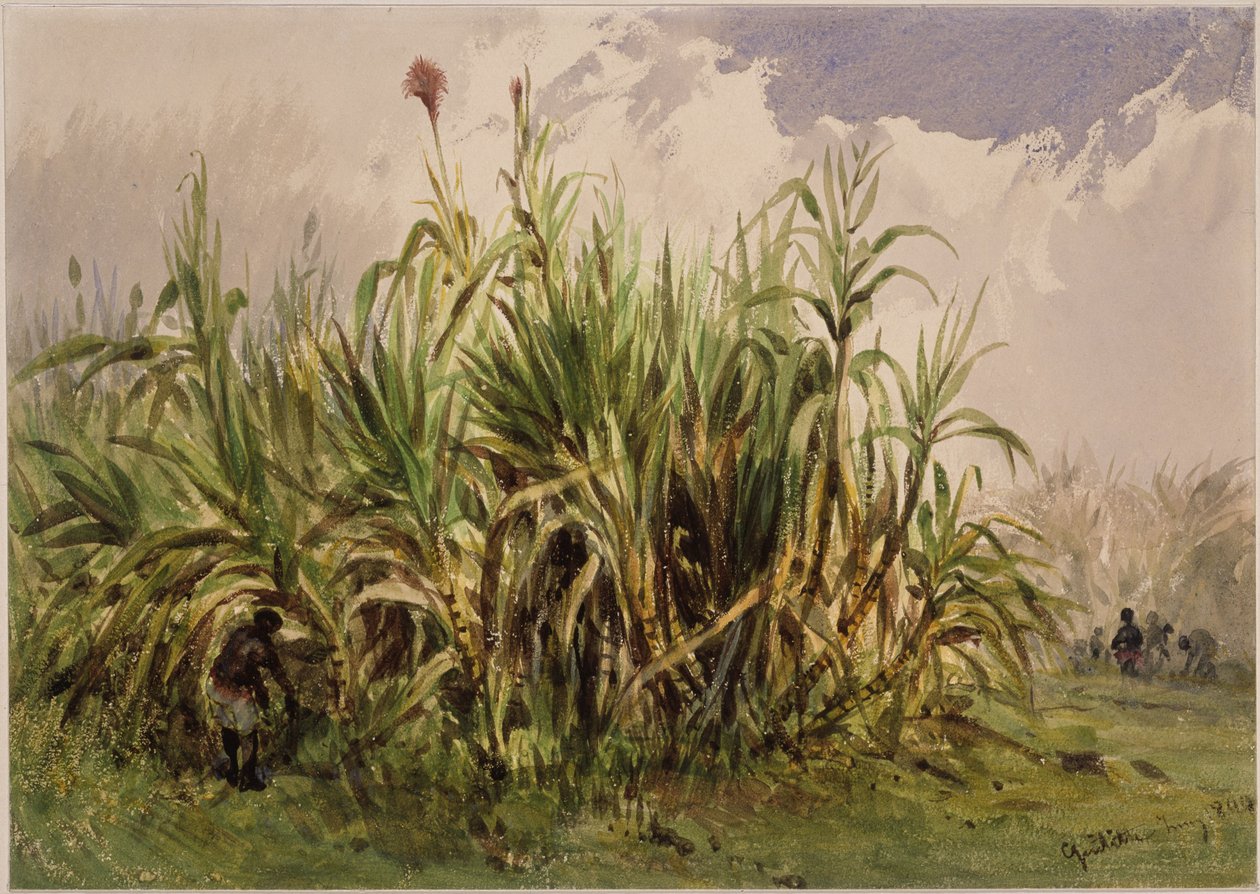 Plantacja trzciny cukrowej autorstwa Eduard Hildebrandt