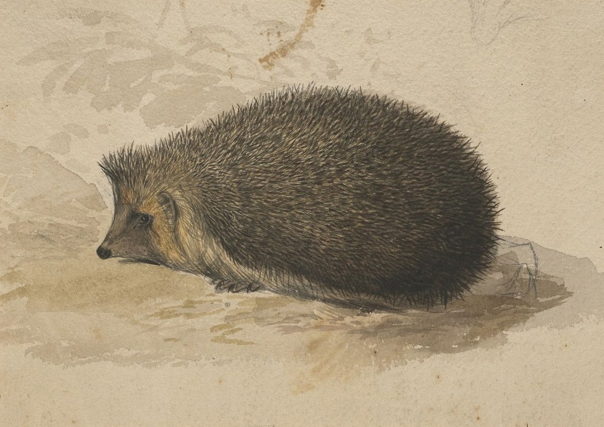 Jeż autorstwa Edward Lear