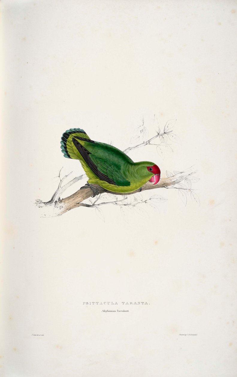Agapornis taranta autorstwa Edward Lear