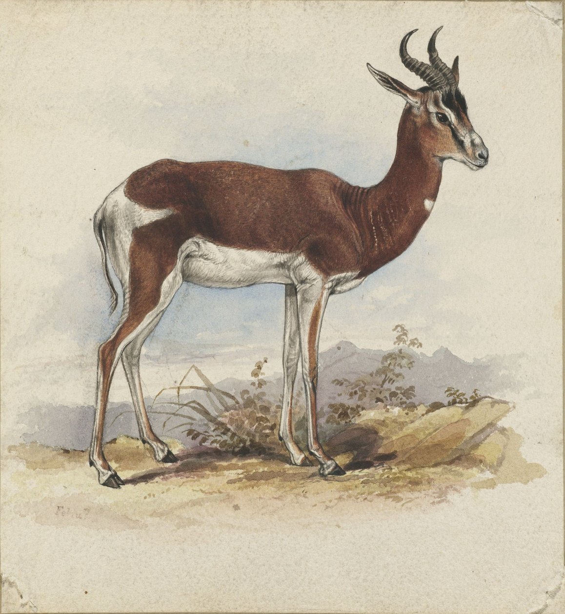 Antylopa autorstwa Edward Lear