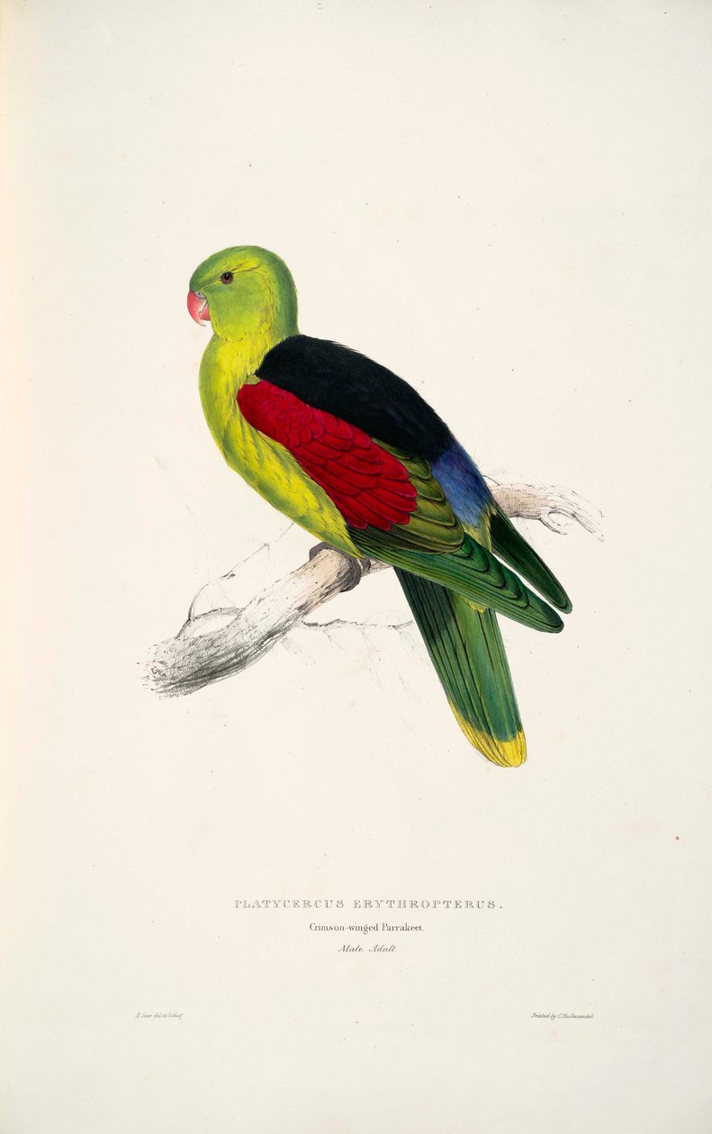 Erytroptery niezmieszane autorstwa Edward Lear
