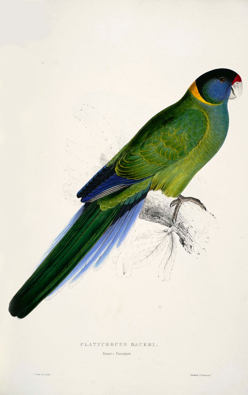 Barnardius zonarius autorstwa Edward Lear