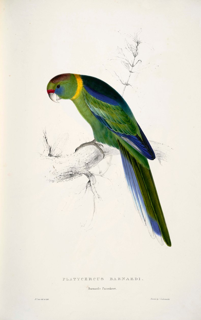 Barnardius zonarius autorstwa Edward Lear