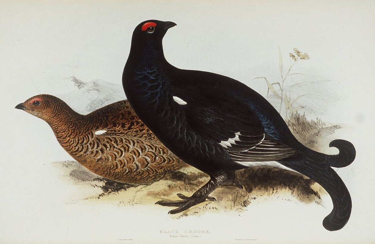 Cietrzew autorstwa Edward Lear