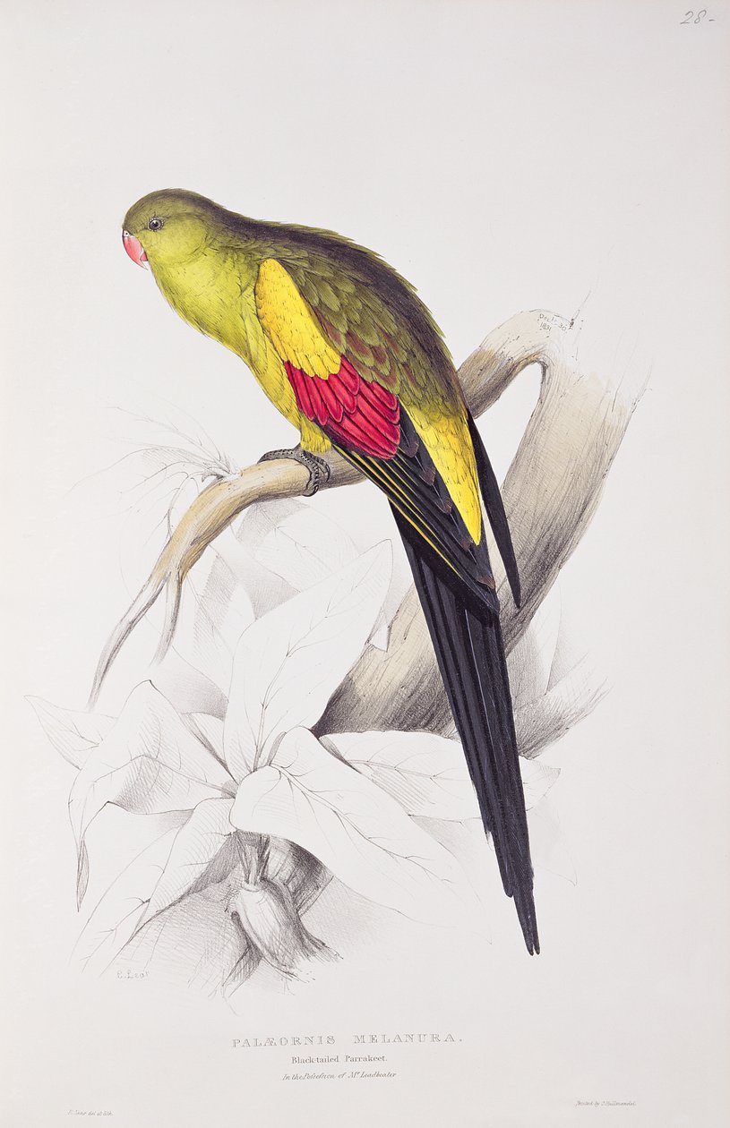 Papużka nierozłączka autorstwa Edward Lear