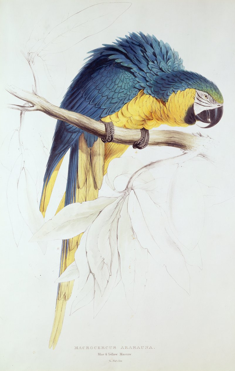 Ara niebieska i żółta (kolor grawerowany) autorstwa Edward Lear