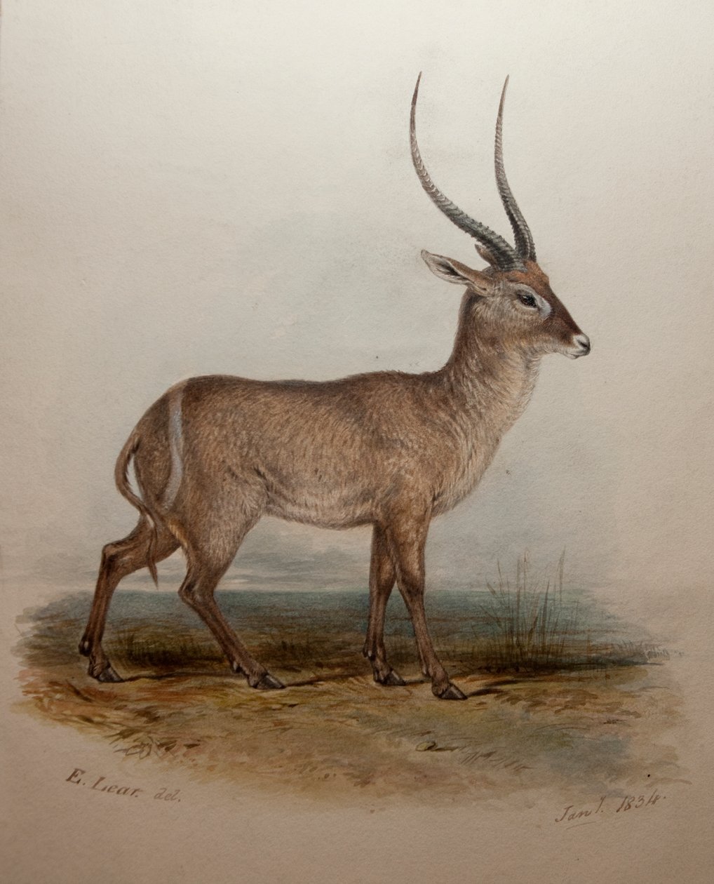 Bohor Reedbuck, 1834 autorstwa Edward Lear