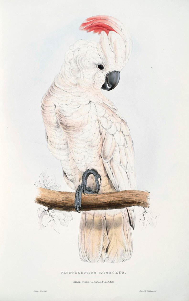 Cacatua moluccensis autorstwa Edward Lear