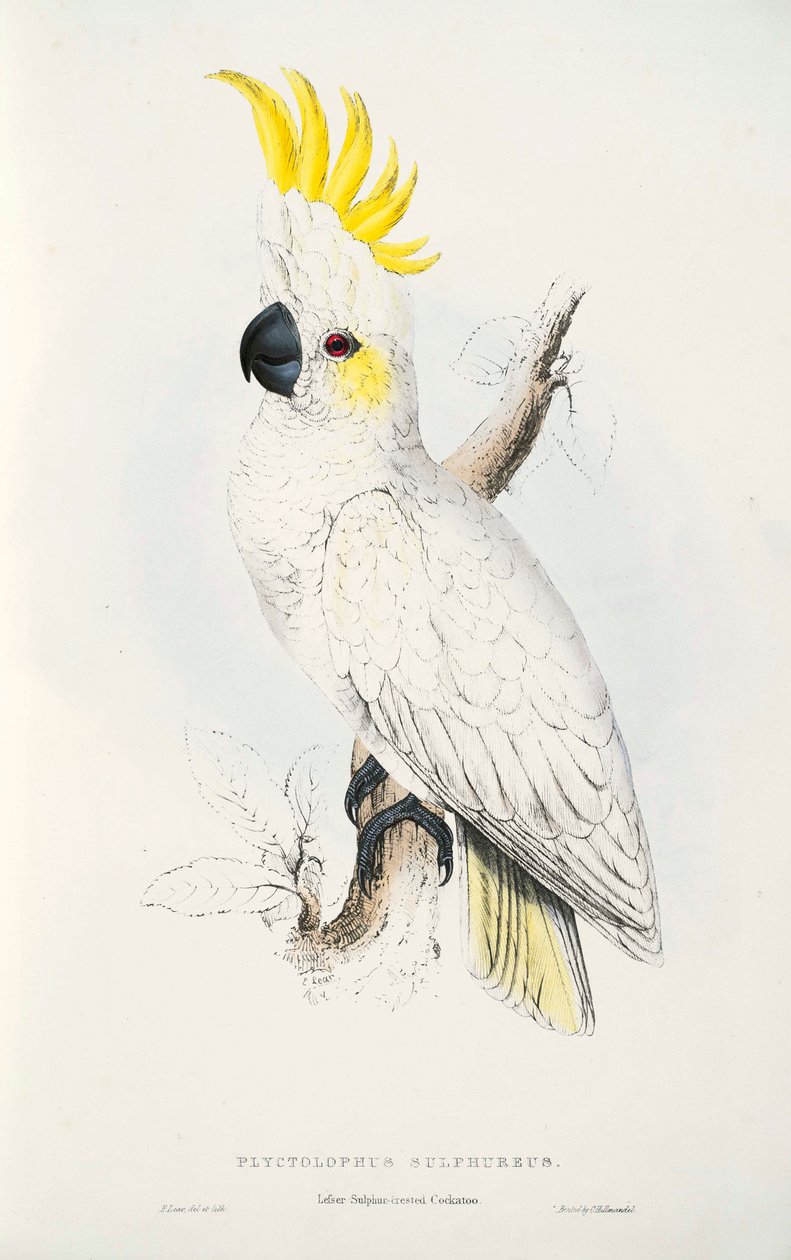 Cacatua sulphurea autorstwa Edward Lear