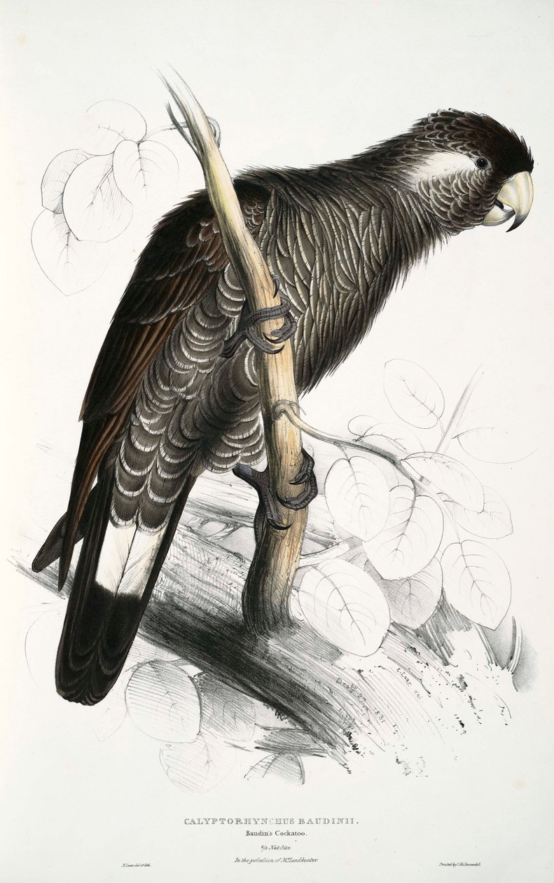 Kaliptorynch autorstwa Edward Lear